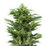 afghan-pearl-cbd-automatic-xl