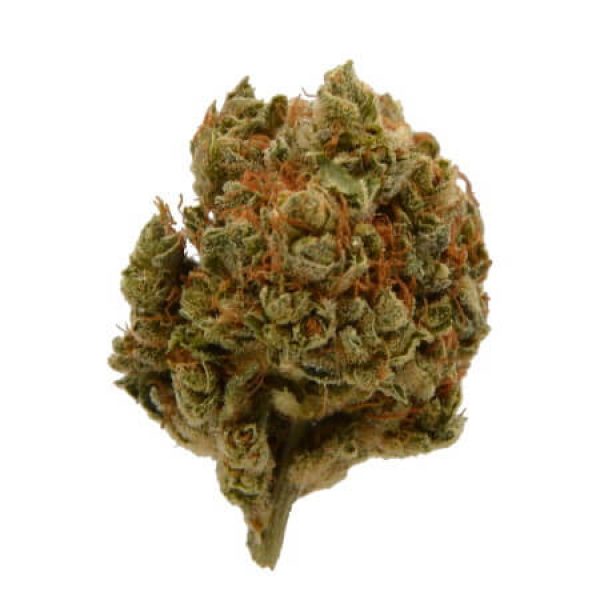 Limoncello – Indoor - theswisshemp