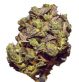 Purple Kush – CBD Blüten – cbdnol