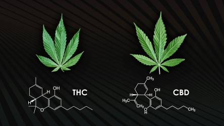 Der Unterschied zwischen CBD und THC: Was Sie wissen müssen